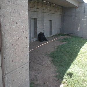 Chimpanzee Connection