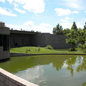 Chimpanzee Connection