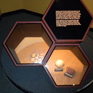 North American Living Museum - Time Gallery