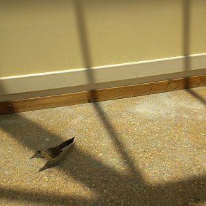 North American Living Museum - Roadrunner