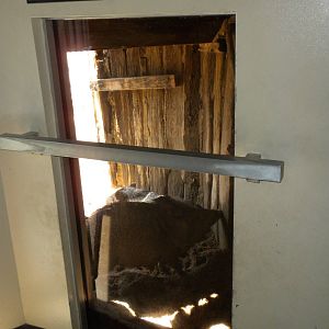 North American Living Museum - Collared Peccary