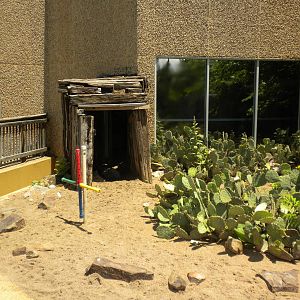 North American Living Museum - Collared Peccary