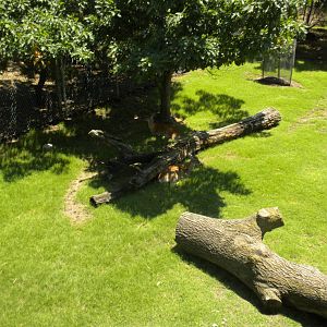 North American Living Museum - White-Tailed Deer