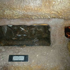 North American Living Museum - Cave Fish