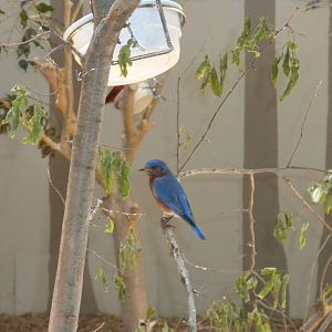 North American Living Museum - Eastern Forest aviary
