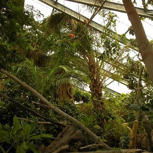 Tropical American Rainforest