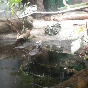 Smooth-Fronted Caiman