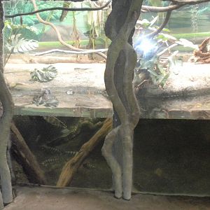 Smooth-Fronted Caiman