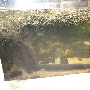 Electric Eel