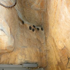 Free flying Fruit Bats