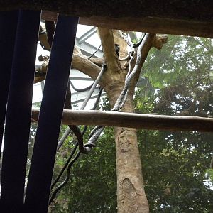 Black Howler Monkeys