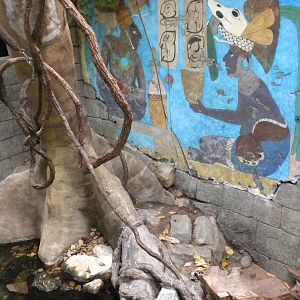 Tropical American Rainforest