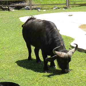 Cape Buffalo