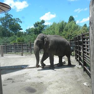 Bull Elephant