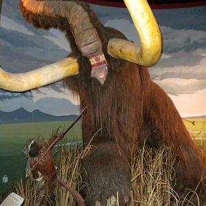 Elephant Museum - Mammoth scene