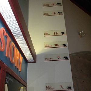 Elephant Museum - ancient elephant heights