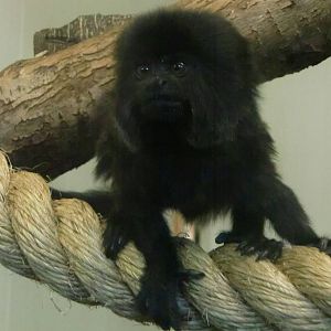 Inquisitive little monkey