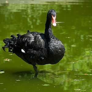 slaski ogrod zoologiczny