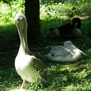 slaski ogrod zoologiczny