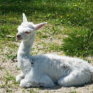 slaski ogrod zoologiczny