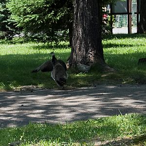 slaski ogrod zoologiczny