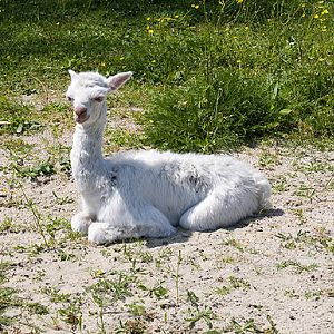 slaski ogrod zoologiczny