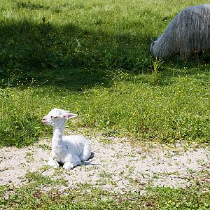 slaski ogrod zoologiczny