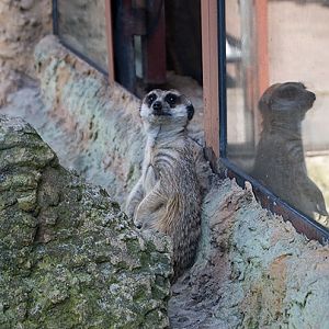 slaski ogrod zoologiczny