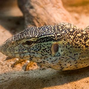 slaski ogrod zoologiczny