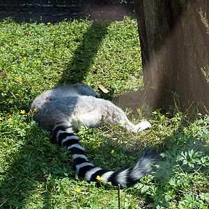 slaski ogrod zoologiczny