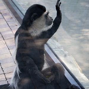 slaski ogrod zoologiczny