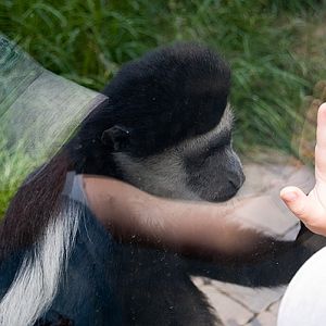 slaski ogrod zoologiczny