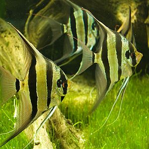 slaski ogrod zoologiczny