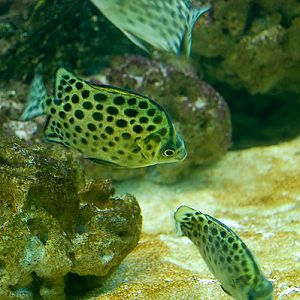 slaski ogrod zoologiczny