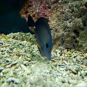 slaski ogrod zoologiczny