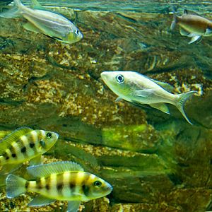 slaski ogrod zoologiczny