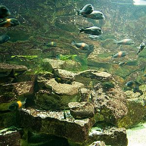 slaski ogrod zoologiczny