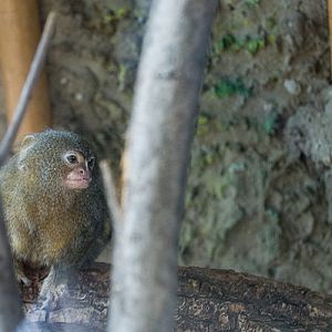 slaski ogrod zoologiczny