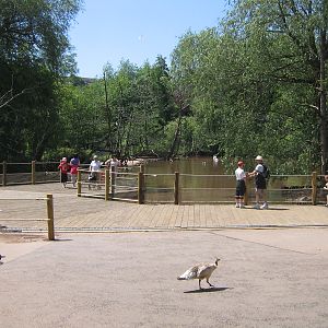 New Pelican Feeding Pier June 2010
