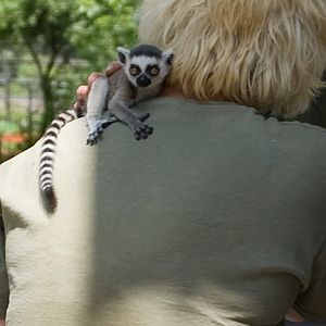 slaski ogrod zoologiczny