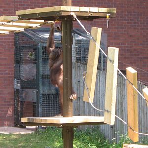 'Danger' Orangutan At Work 22 June 2010