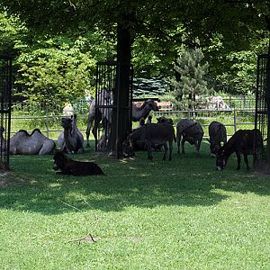 slaski ogrod zoologiczny