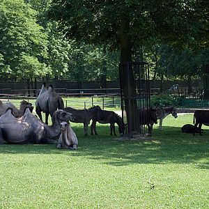 slaski ogrod zoologiczny
