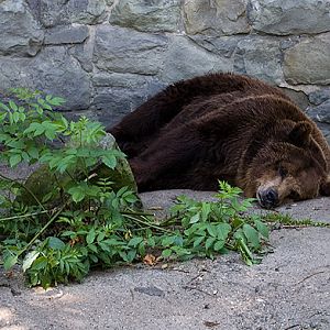 slaski ogrod zoologiczny