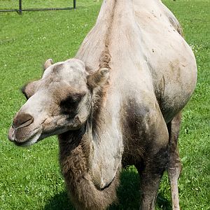 slaski ogrod zoologiczny