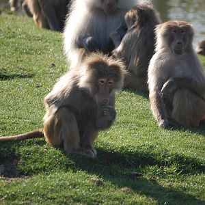Hamadryas baboon