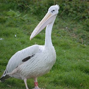 Pink-backed pelican