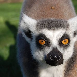 Ring-tailed lemur