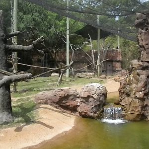 Bongo, Colobus, Duiker Exhibit