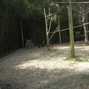 Bongo, Colobus, Duiker Exhibit